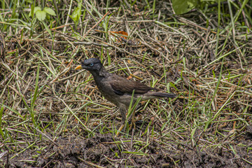 red winged blackbird, black winged blackbird, black winged stilt, jungle myna, white cheeked, black thrush bird, bird in search of food, 