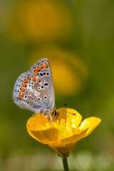 Common Blue butterfly sitting on a buttercup