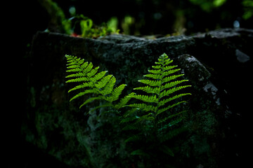 The beautiful wild flower in the park.