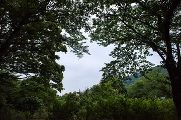 the beautiful green forest park.