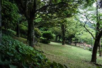 Fototapeta premium the beautiful green forest park.