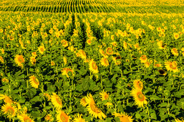 Background of blooming sunflowers. Natural pattern