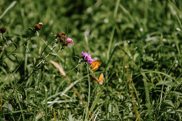 Motyle na koniczynie wśród łąkowych traw - obrazy, fototapety, plakaty