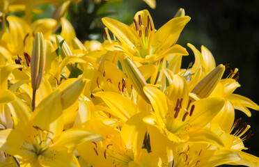 beautiful and fresh yellow lilies in the garden as a yellow natural background