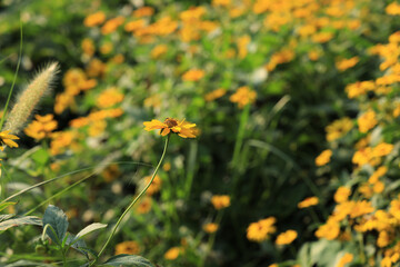 yellow flowers in the field