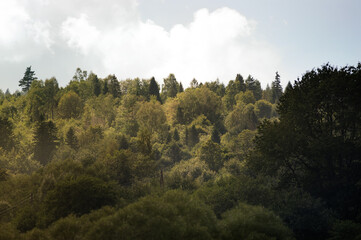 Las wierzchołki drzew z dalekiej perspektywy © Monika