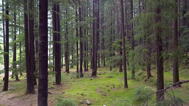 Aerial shot of drone going from between the barks of deodar trees at manali nature park in himalayas