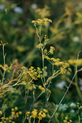Flowers in the countryside