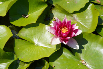 Beautiful pink water lily or lotus flowers in a garden pond, aquatic plant, symbol of buddhism. (Nelumbonaceae)