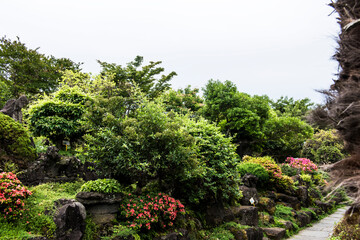 Obraz premium the beautiful green forest park.