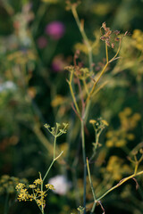 Vegetation in an urban park
