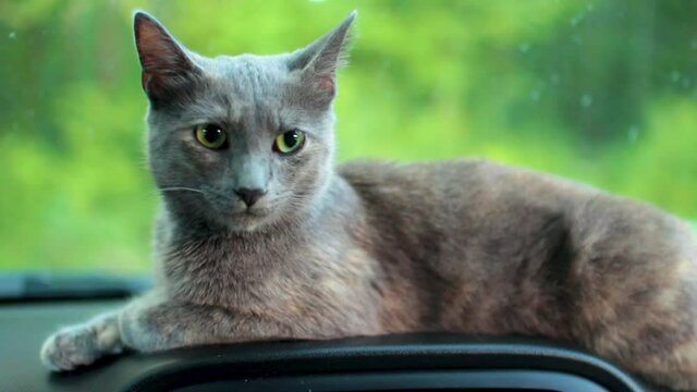An adorable grey rescue kitten laying on the dashboard of the vehicle, she was found outside of a store in Tennessee from the dark woods and needed help. Could just leave her there.