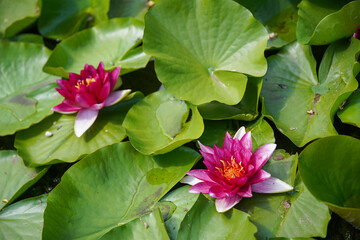 Beautiful pink water lily or lotus flowers in a garden pond, aquatic plant, symbol of buddhism. (Nelumbonaceae)