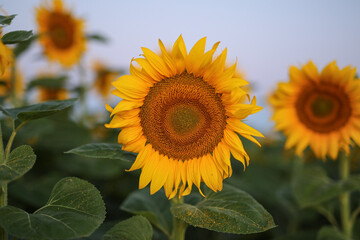 Blooming yellow sunflower at sunrise in summer. natural background, close-up.
