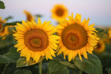 Blooming yellow sunflower at sunrise in summer. natural background, close-up.