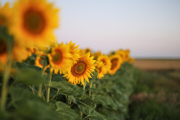 Blooming yellow sunflower field at sunrise in summer. natural background.