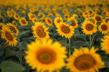 Fototapeta premium Blooming yellow sunflower field at sunrise in summer. natural background.