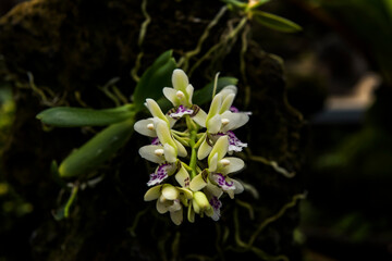 Beautiful Encylia Epiphytic orchid flower(Gastrochilus Aculifolius)

C