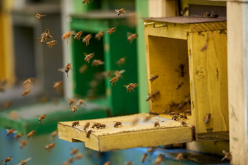 Bee hives in production mode