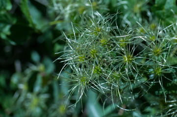 roślina makro bokeh zieleń botanika