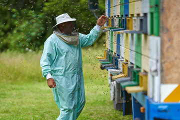 Fototapeta premium Beekeeper checking his hives