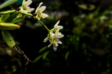 Fototapeta premium Beautiful Encylia Epiphytic orchid flower(Gastrochilus Aculifolius)C