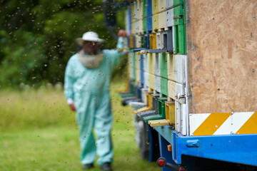 Obraz na płótnie Canvas Beekeeper checking his hives