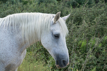 koń zwierze biały nakrapiany głowa grzywa - obrazy, fototapety, plakaty