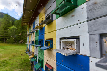 Bee hives in production mode