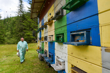 Beekeeper checking his hives