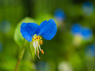 ムラサキツユクサ