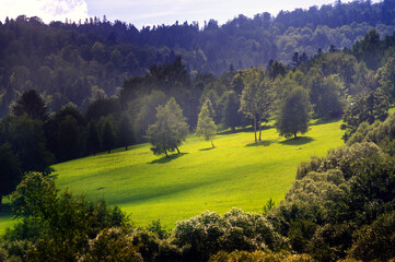 Widok oświetlonej polany z różnymi gatunkami drzew w ciepłych zielonych kolorach   © Monika