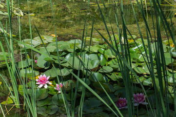 kwiaty lilie staw liście woda  © Piotr