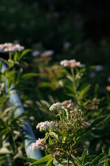Flowers in the countryside