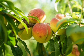 growing peach with green leaves and sun flares