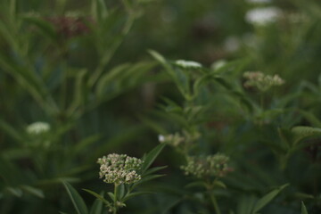 Vegetation in an urban park
