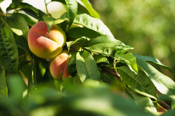 growing peach with green leaves and sun flares