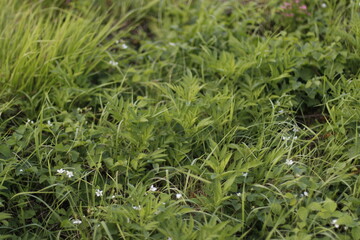 Vegetation in an urban park
