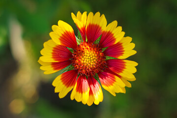 yellow and red flower with sun rays macro photo