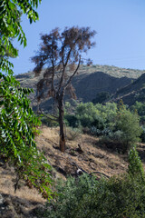 Fototapeta na wymiar góry drzewa krajobraz natura widok