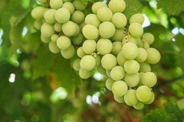 growing grapes with green leaves and sun flares