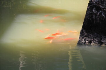 濁った水面近くを泳ぐ緋色の魚の群れ