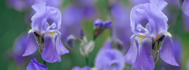 Banner beautiful purple iris flowers grow.