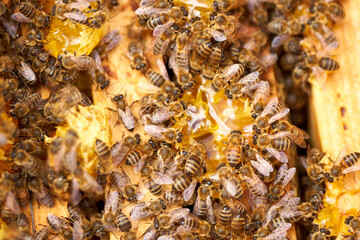 Bees inside the hive