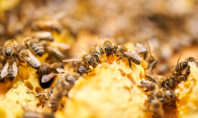 Bees inside the hive