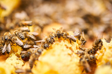 Bees inside the hive