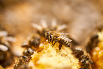 Bees inside the hive