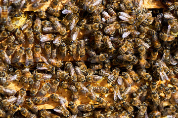 Bees inside the hive