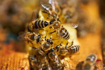 Bees inside the hive