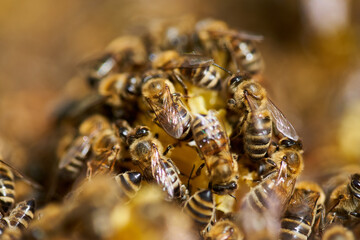 Bees inside the hive